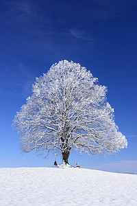 大老菩提树树在冬天