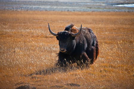 野牦牛跑向山区草原