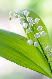 山谷百合花束在玻璃上自然背景