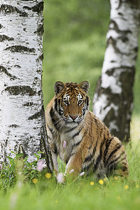 西伯利亚虎虎的底格里斯河在树后的草地上放松。濒危动物. 