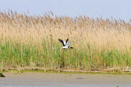 候鸟摄影照片_从意大利的 Po 河礁湖附近吃水的普通的。候鸟。意大利自然