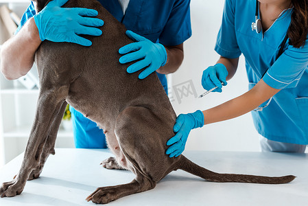 狗剪影摄影照片_兽医在同事接种疫苗时牵着灰狗的剪影