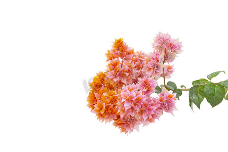 Bougainvilleas branch isolated on white background. Clipping pat