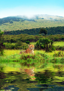 野生非洲猎豹