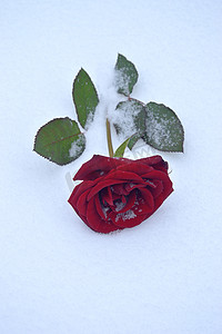 白雪上的红玫瑰/摄影与躺在雪地上的红玫瑰的场景
