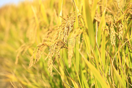 稻田里的成熟水稻,
