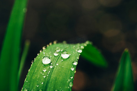 露珠背景摄影照片_美丽生动闪亮的绿草与露珠特写复制空间。纯净，宜人，漂亮的绿色植物，阳光在阳光下的雨滴在宏观。雨天绿色纹理植物的背景.