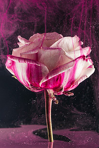 美丽的白玫瑰花和黑色的明亮的粉红色墨水特写视图 