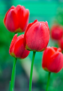 清新边框摄影照片_清新的春天郁金香花用水下降在花园里