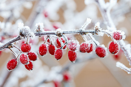 檗在大雪和冰下的树枝。冬季景观