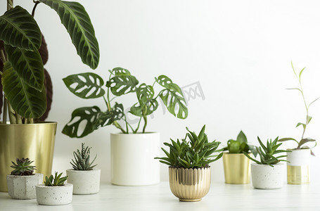 新鲜的绿色植物在时尚的斯堪的纳维亚风格的锅在白色背景 