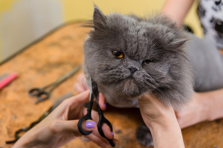 巫师摄影照片_猫在宠物美容院里梳妆打扮.巫师用剪刀修剪脸.