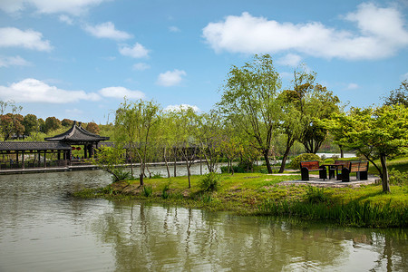 逐渐长大的绿芽摄影照片_扬州瘦西湖上花园水边