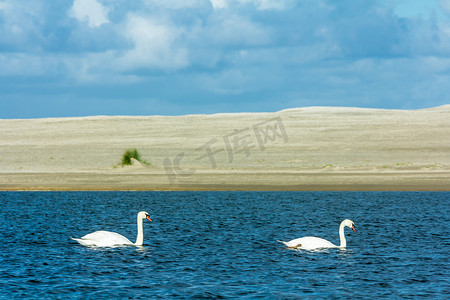 荷兰赞迪西河畔的一个淡水湖里，一只软绵绵的天鹅游动着