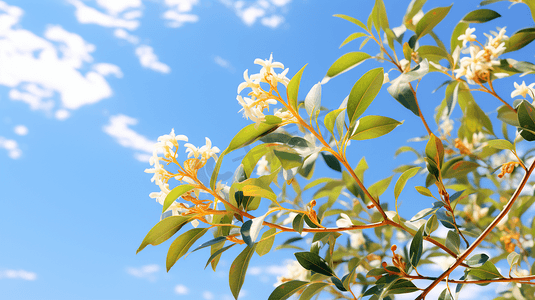 中秋节桂花树摄影照片_桂花树桂花枝摄影