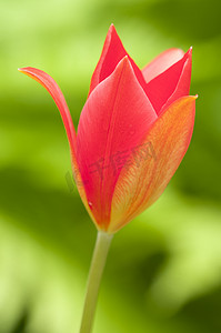 红色郁金香花间绿色蕨类植物