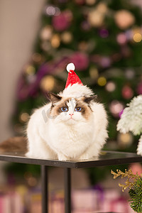 猫。圣诞派对，寒假猫与礼品盒。新年猫。圣诞树在内部背景.