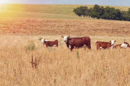Herd of brown and white cows on paddock