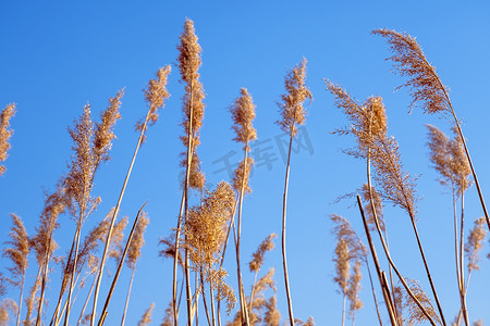 dried摄影照片_dried rush in the wind with blue sky