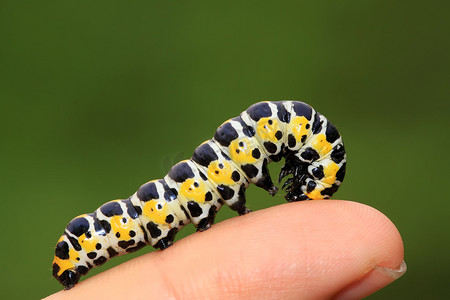 butterflies larvae in the person's fingers