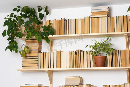 轻便的木制书架，书架上有精装书，白色内饰，室内花卉，家庭图书馆，生物设计和植物