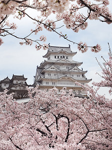 城堡摄影照片_姬路城堡或 Himiji 城堡在樱花盛开的季节, 日本
