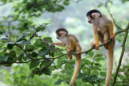 两个宝宝 squirrelmonkey 上的冒险