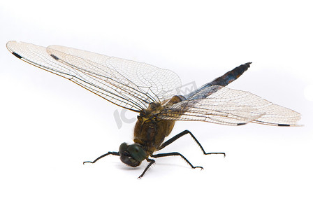 蜻蜓背景摄影照片_orthetrum cancellatum。wh 雄性黑尾点水蜻蜓蜻蜓