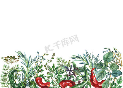 水彩的药草和香料框架。手绘食物对象︰ 罗勒、 迷迭香、 欧芹、 牛至、 百里香、 莳萝、 结草、 绿色和红色的辣椒，白色背景上.