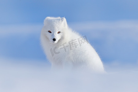 动物雪狐摄影照片_白色狐类栖息地