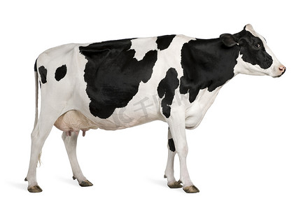 5岁摄影照片_荷斯坦奶牛，5 岁，站在白色背景