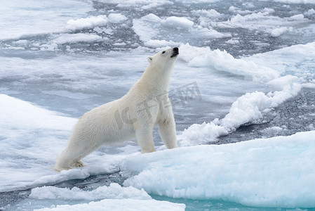 北冰洋海带冰的野生北极熊