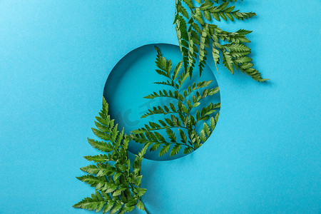 在蓝纸上的圆孔中装饰绿色的植物叶 