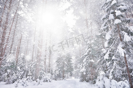 降雪林背景，白色雪花落在森林景观中，圣诞节背景