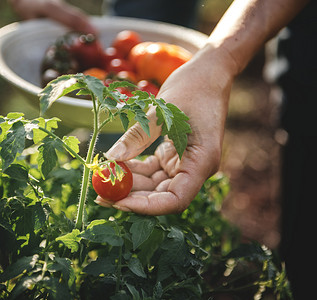 农夫采摘新鲜的蕃茄