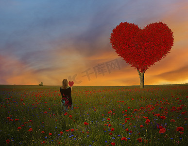 红心形树-爱的象征和情人节