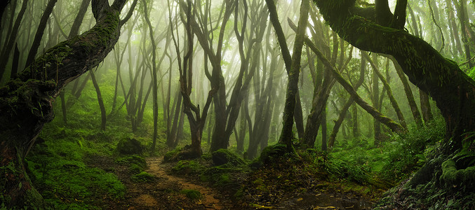 丛林摄影照片_8月的亚洲雨林丛林