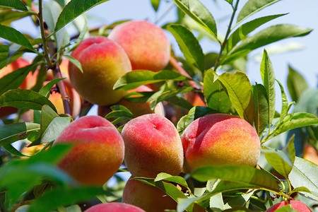 成熟的蜜桃果实生长在桃树上