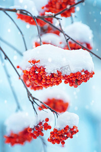 罗恩摄影照片_被雪覆盖的鲜红的罗恩束
