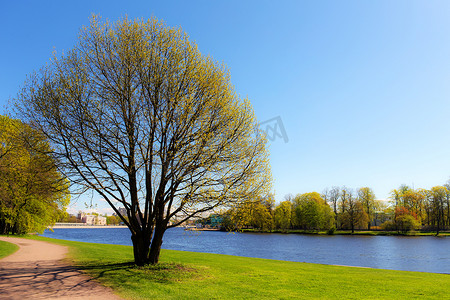 河边的春天树