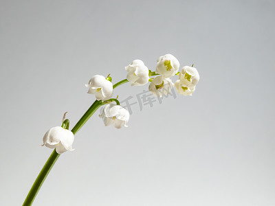 在明亮的阳光下，在白色的背景上隔离的山谷百合（Convallaria majalis）芬芳芬芳的钟状白色花朵的特写宏观镜头。精美的花卉背景