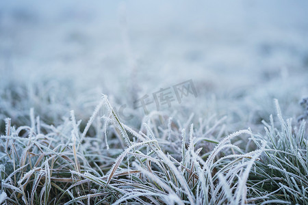 Winter morning frost on grass in meadow field. Close up ice on grass in field. Cold ice in winter season weather. Beautiful frost ice crystals on grass in garden. Selective focus