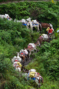 雷锋车队摄影照片_牧羊人用毛驴运送物资的车队喜