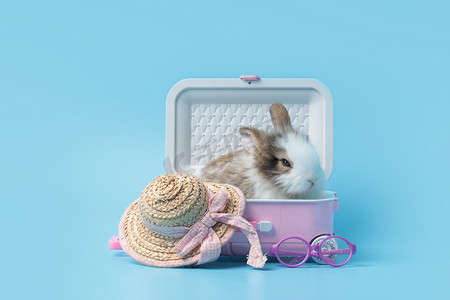 快乐的毛茸茸的兔子旅行者，蓝色背景的行李和夏帽，粉色行李箱中可爱的兔子，宠物和探险之旅世界之旅