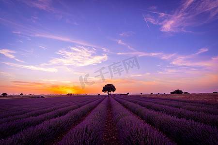 landscape摄影照片_Sunset in a lavender field with blooming flowers, natural landscape, Brihuega. Guadalajara, Spain.