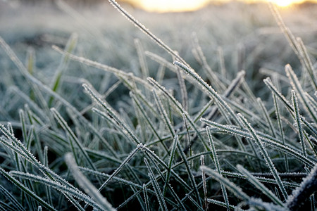 草地上的霜。 草地草地上的冰晶紧密相连. 草地上有晨霜，草地上有黄色的阳光，阳光下的草地上有结冰的草。.