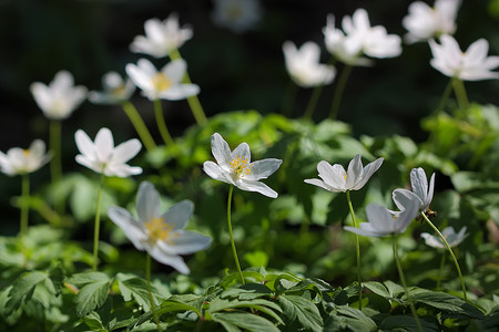 白色的森林，花儿