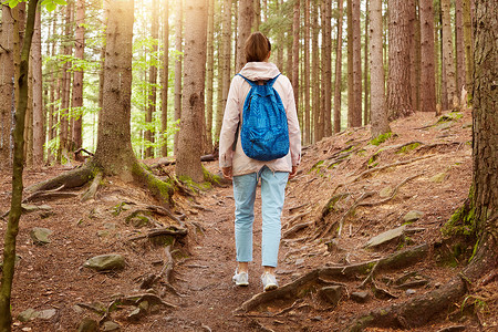 户外拍摄的女孩旅行者走在森林中,女孩在树林里背着蓝色背包,年轻的女士沿着森林小径散步,肩上背着包的女人穿过野生森林。生活方式理念.