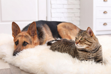 可爱的猫和狗在室内的模糊地毯上休息。动物友谊