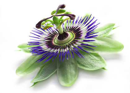 isolated摄影照片_passionflower isolated